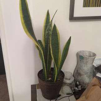 Snake Plant plant in Yucca Valley, California
