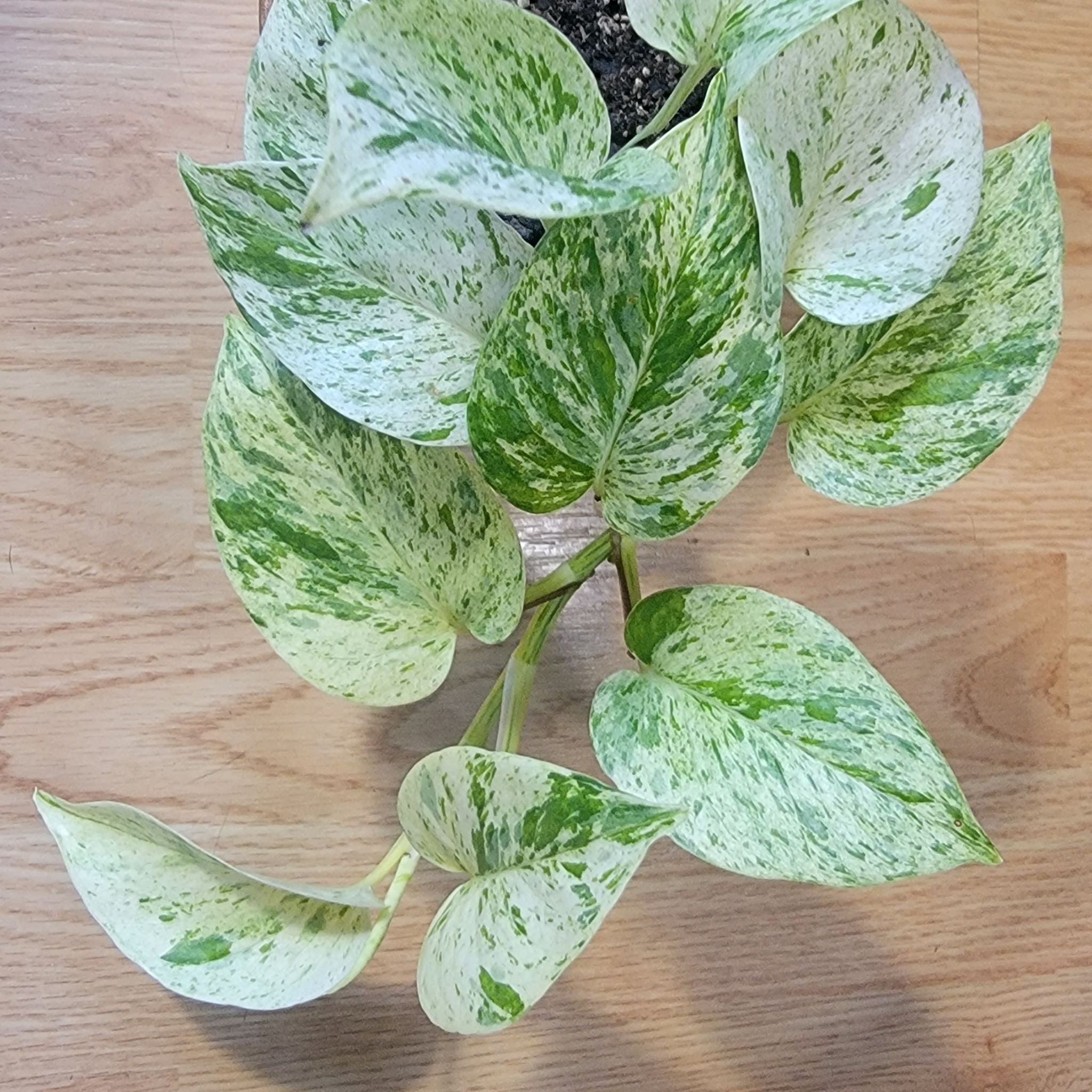 Photo of the plant species Snow Queen Pothos by @Halcyon named Snow Queen on Greg, the plant care app