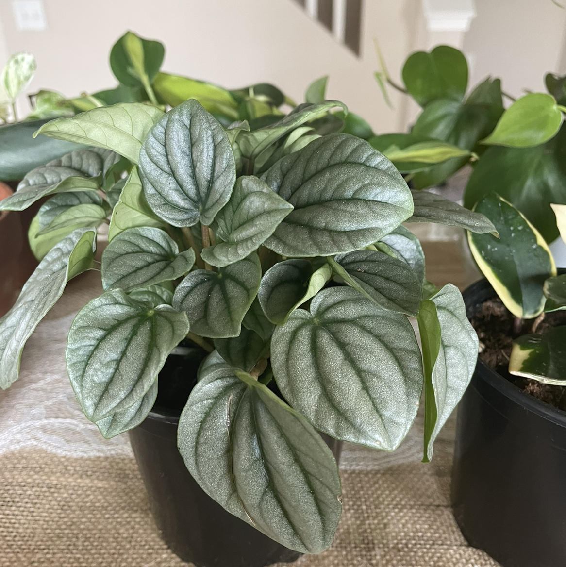 Silver Frost Peperomia plant in a black pot with healthy, silver-frosted leaves.