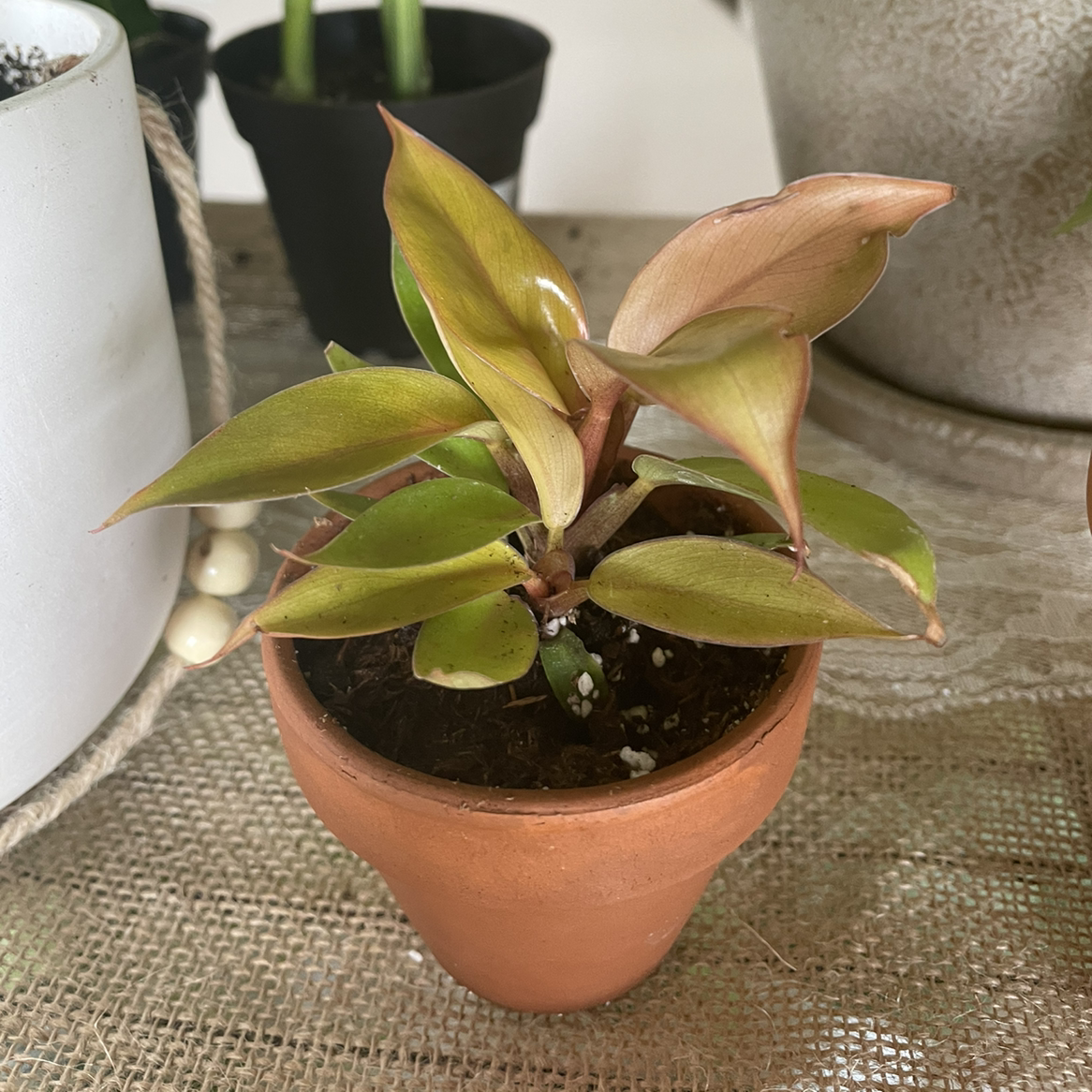 Philodendron Prince of Orange plant in a terracotta pot with some yellowing and browning leaves.