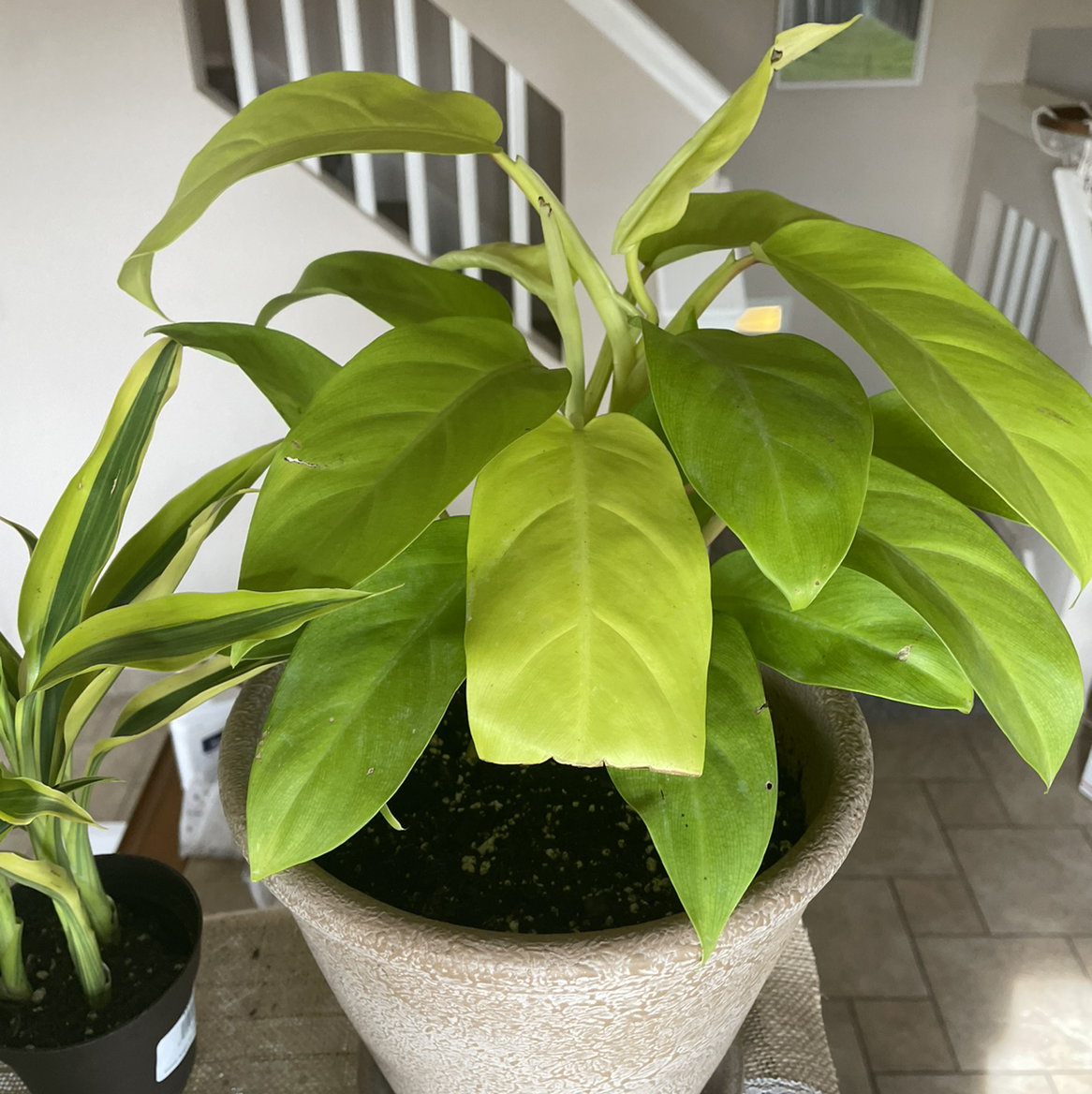 Golden Goddess Philodendron in a pot with slight yellowing on some leaves.