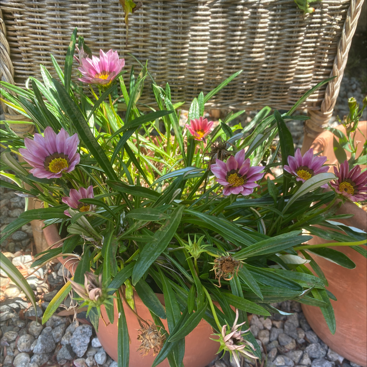 Potted Treasureflower plant with pink blooms and green leaves, well-framed and healthy.