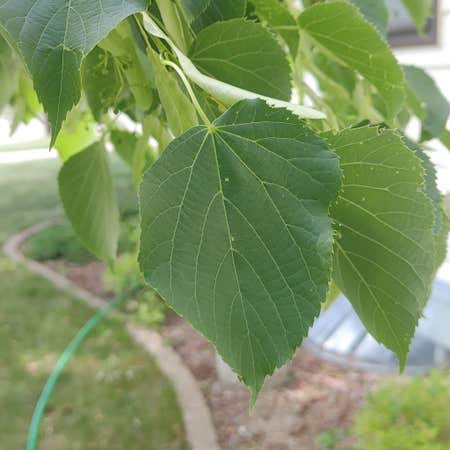 Photo of the plant species American Linden by Veteranredmambo named Linden on Greg, the plant care app