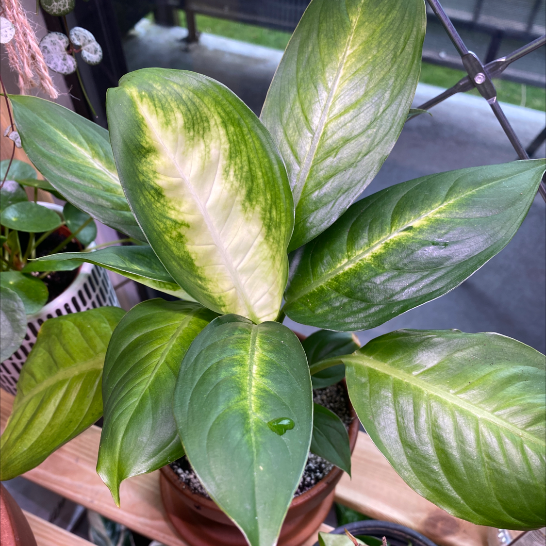 Dieffenbachia 'Camille' plant with healthy green leaves and characteristic variegation.