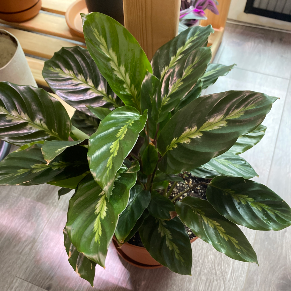 Photo of the plant species Prayer Plant 'Maui Queen' by @Siennachocho named Maui Queen on Greg, the plant care app