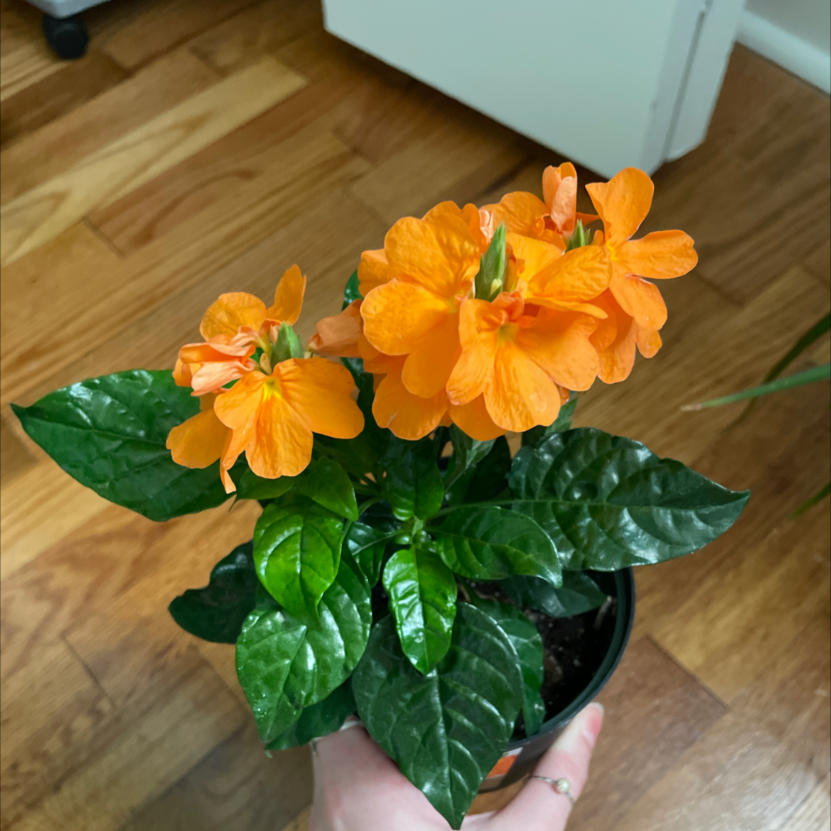 Firecracker Flower plant with vibrant orange flowers and glossy green leaves in a small pot.