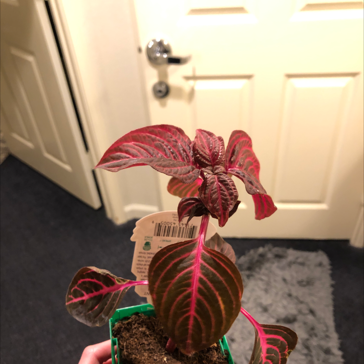 Vibrant red and green Herbst's Bloodleaf plant held upright, showing healthy leaves with prominent veins, in a small pot with visible soil.