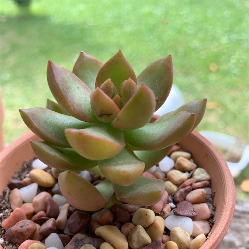 Photo of the plant species Sedum adolphi 'Golden Glow' by Mariana named Your plant on Greg, the plant care app