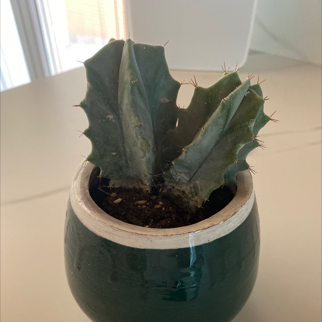 Blue Myrtle Cactus in a green pot with visible soil and slight browning on the surface.