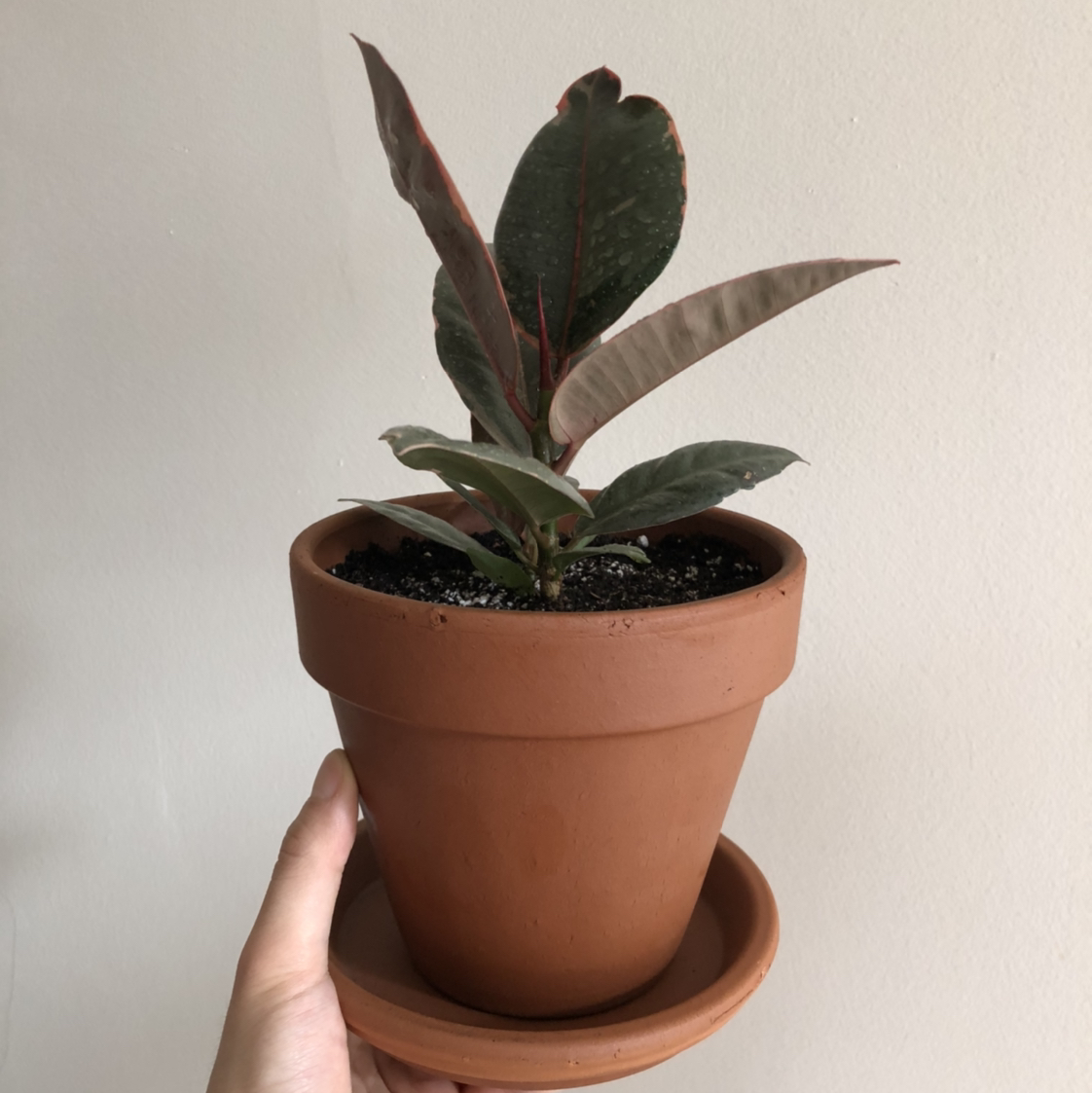 Ficus 'Ruby' plant in a terracotta pot held by a hand, with visible soil.