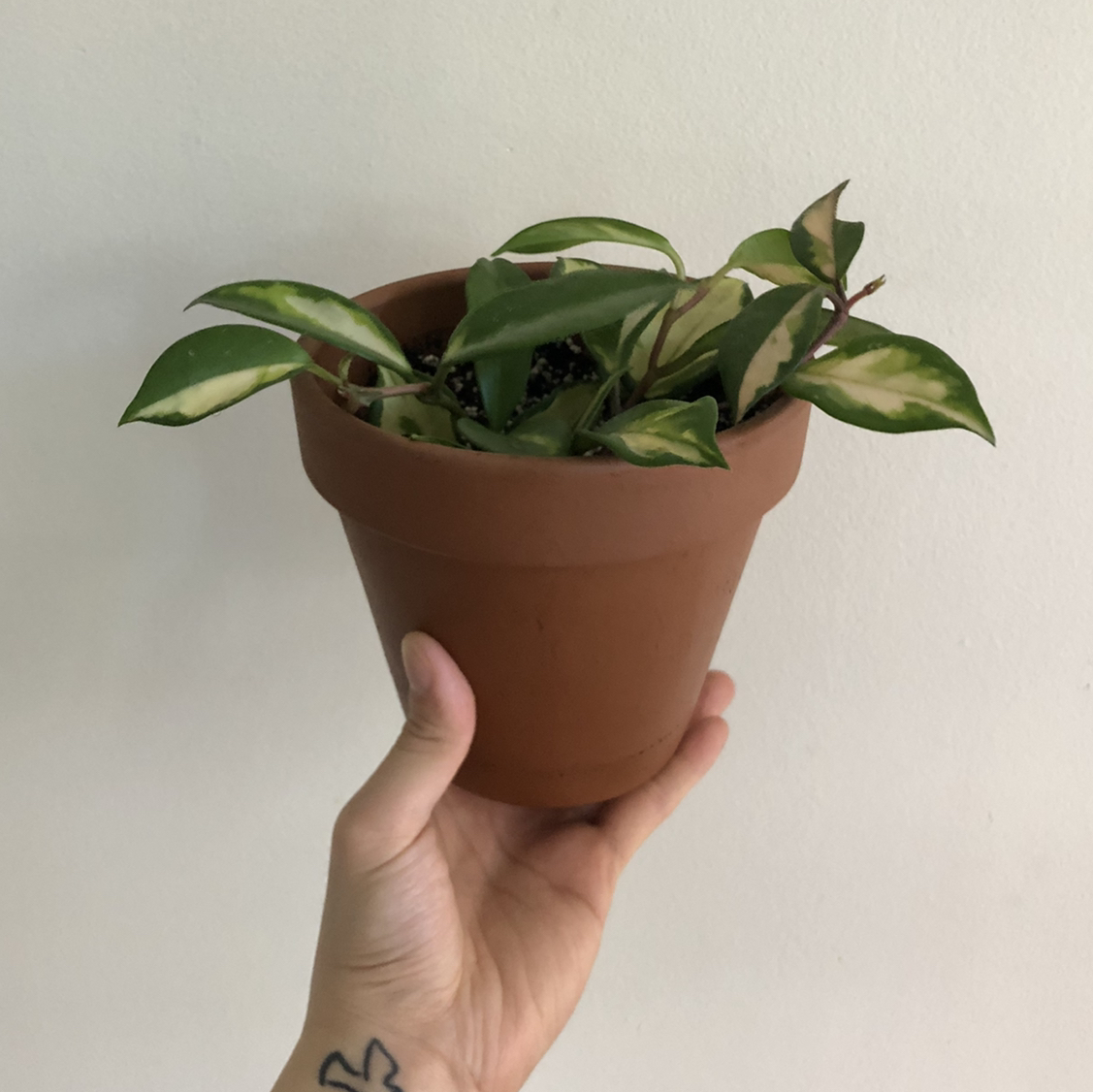 Hand holding a potted Hoya Carnosa Tricolor plant with variegated leaves.