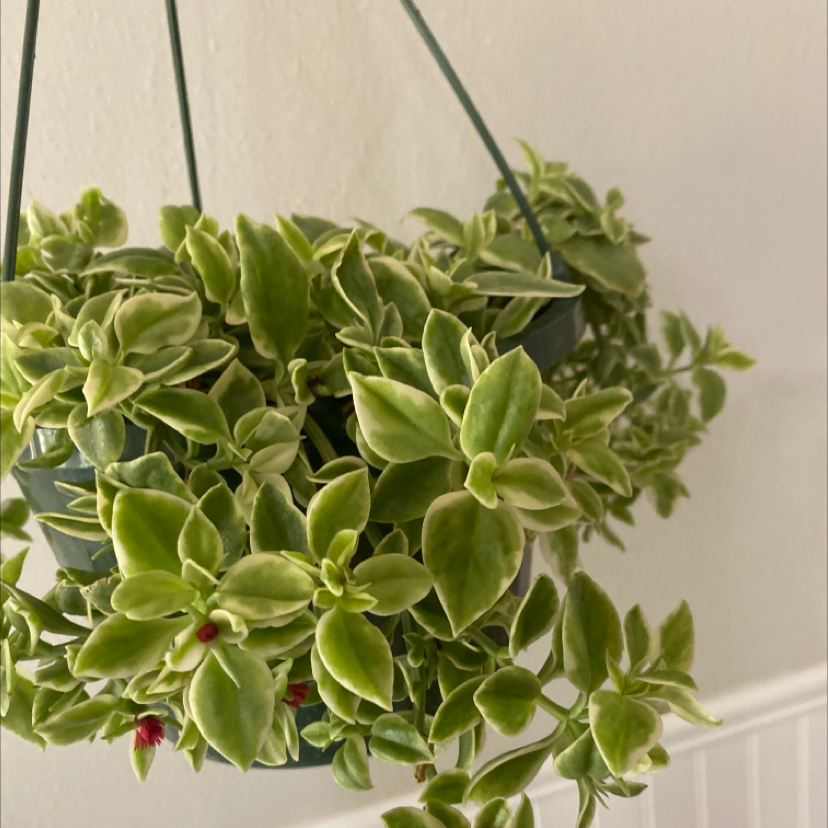 Hanging Baby Sun Rose plant with green leaves and small red flowers.