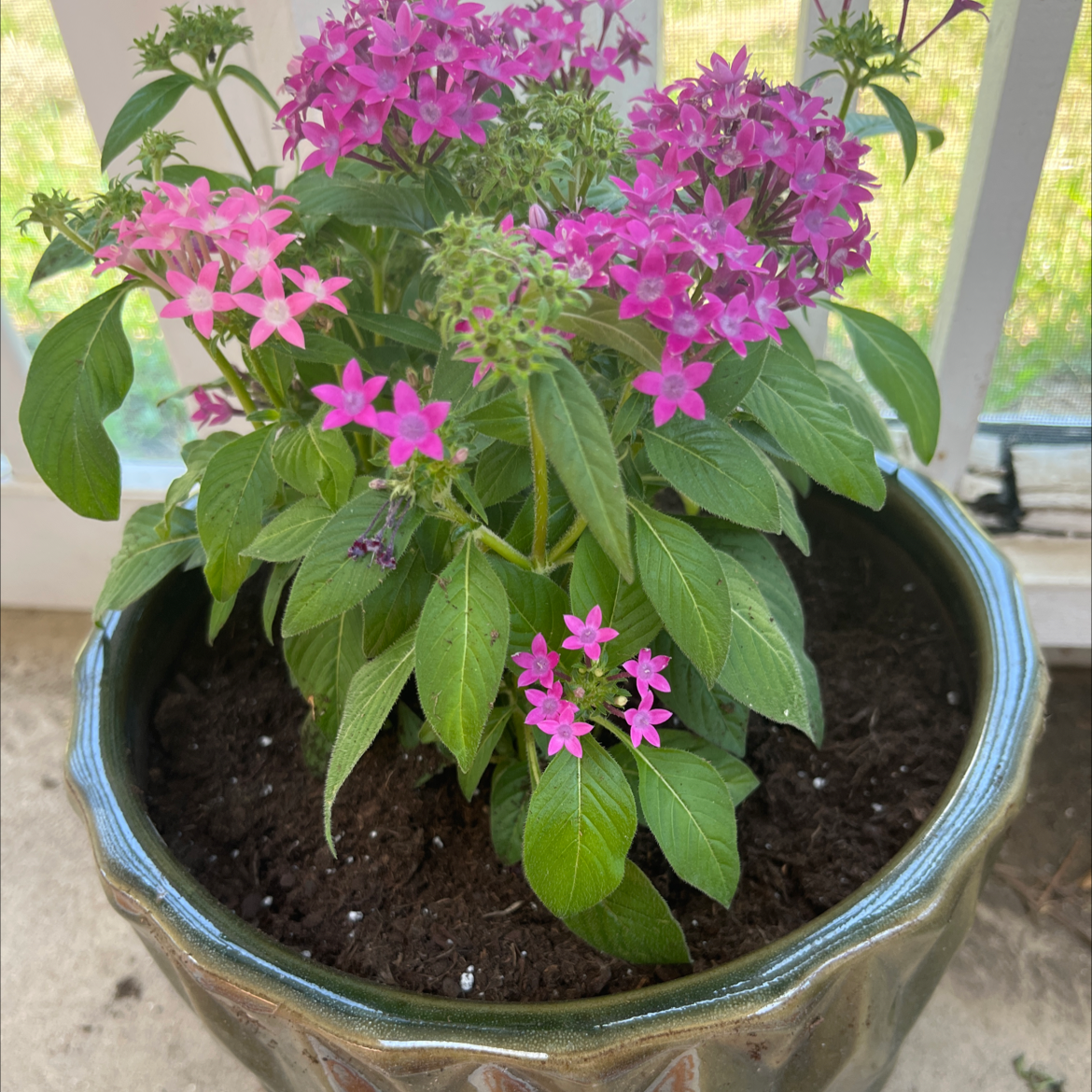 Potted Egyptian Starcluster plant with vibrant pink and purple flowers.