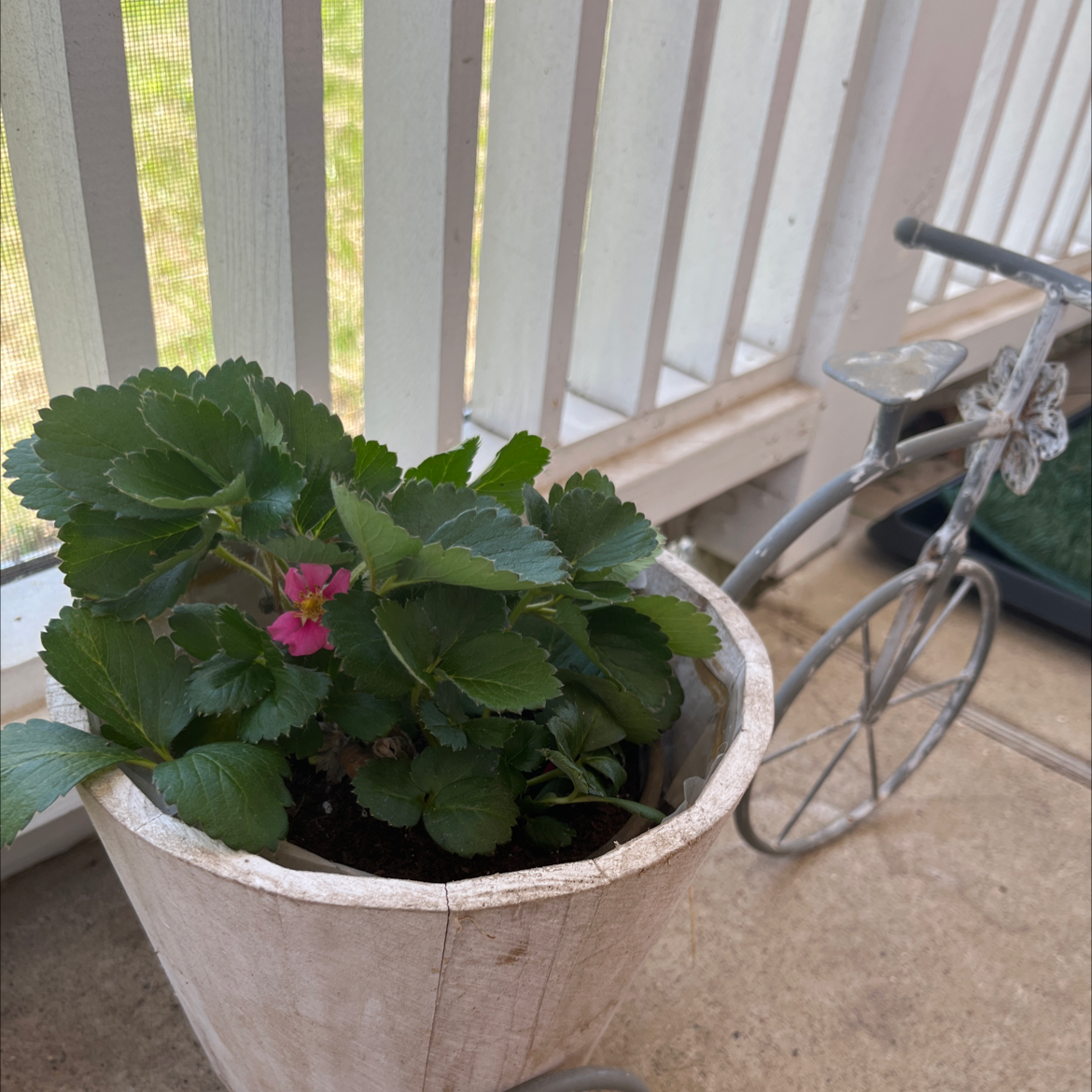 Potted strawberry plant with healthy green leaves and visible flowers on a porch.