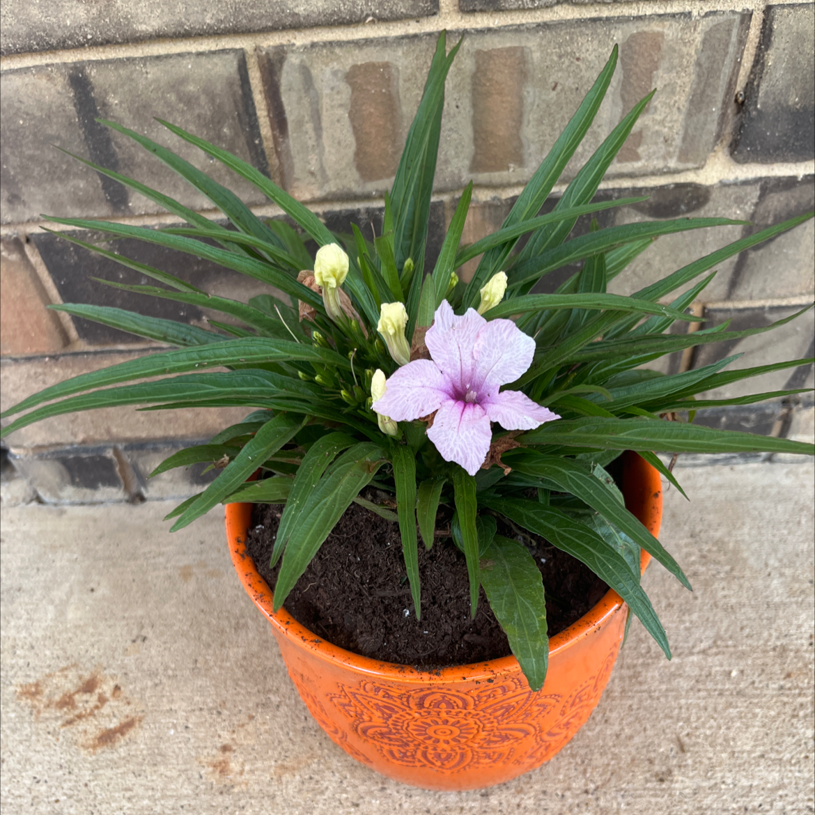 Potted Mexican Bluebell with green leaves and a single purple flower.