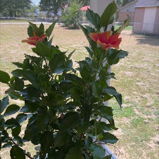 Chinese Hibiscus plant in Tyler, Texas