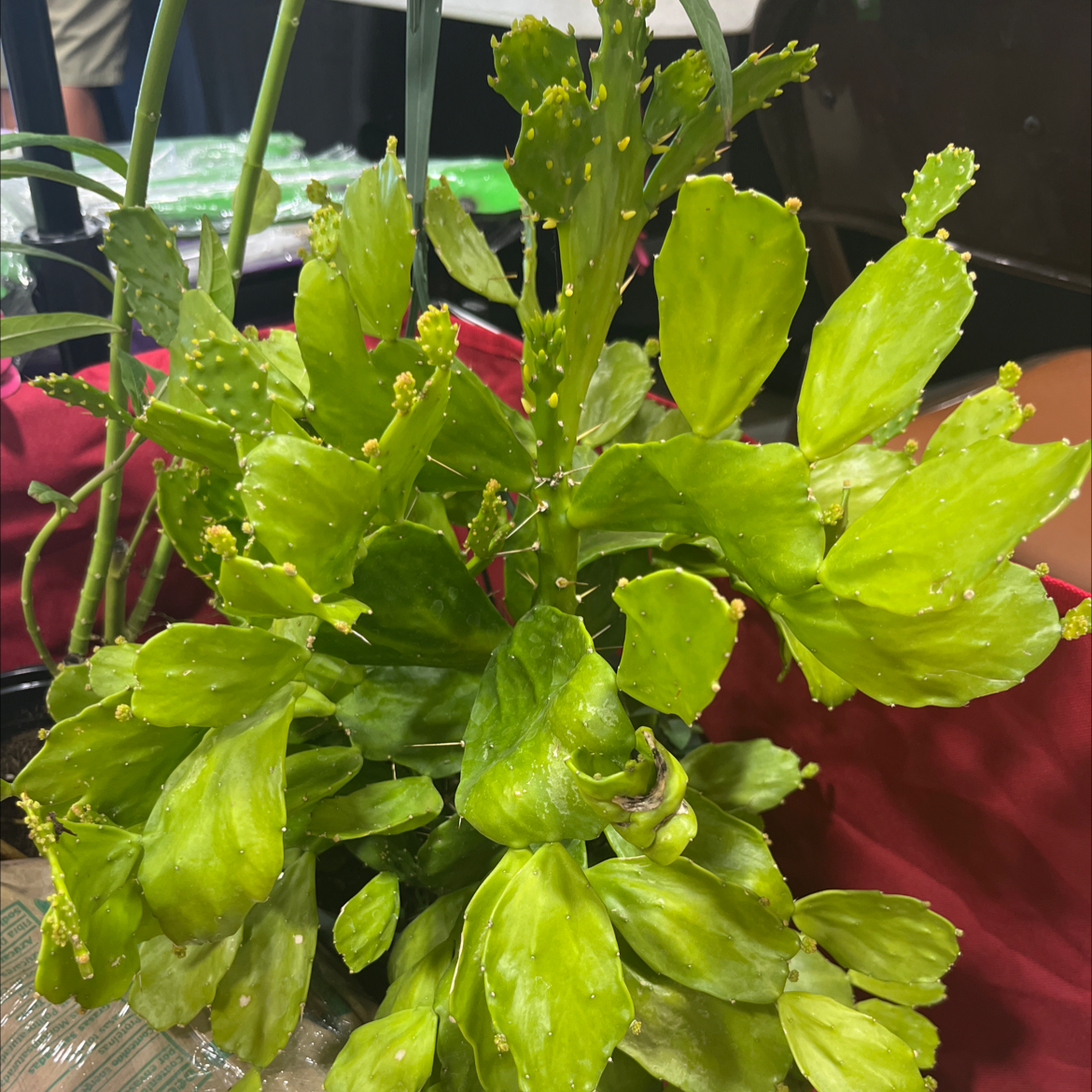 Brazilian Pricklypear plant with vibrant green leaves, well-framed and healthy.