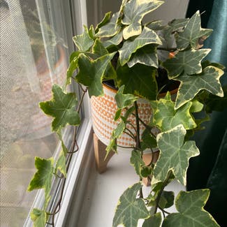 English Ivy plant in Tyler, Texas
