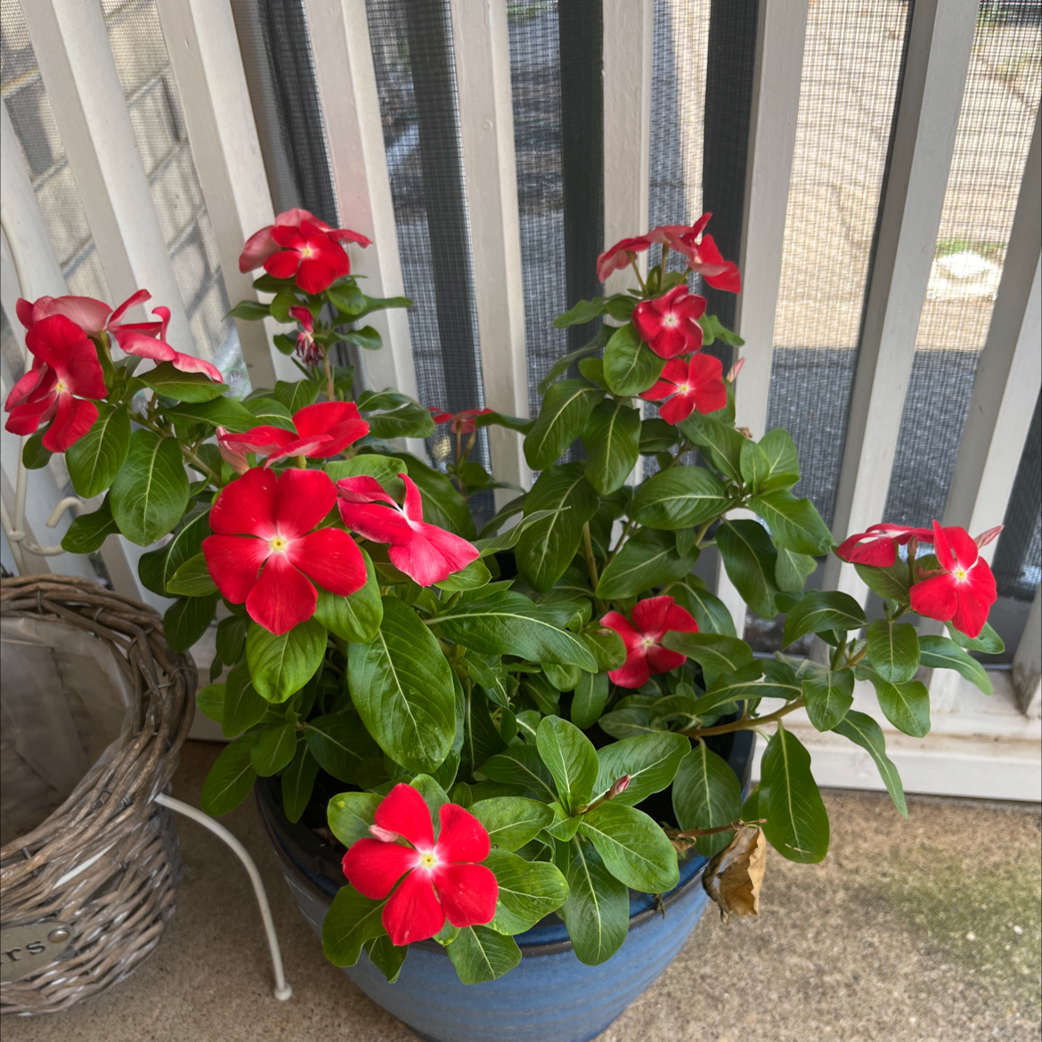 Potted plant with red flowers and green leaves on a porch, identified as Bright Eyes.