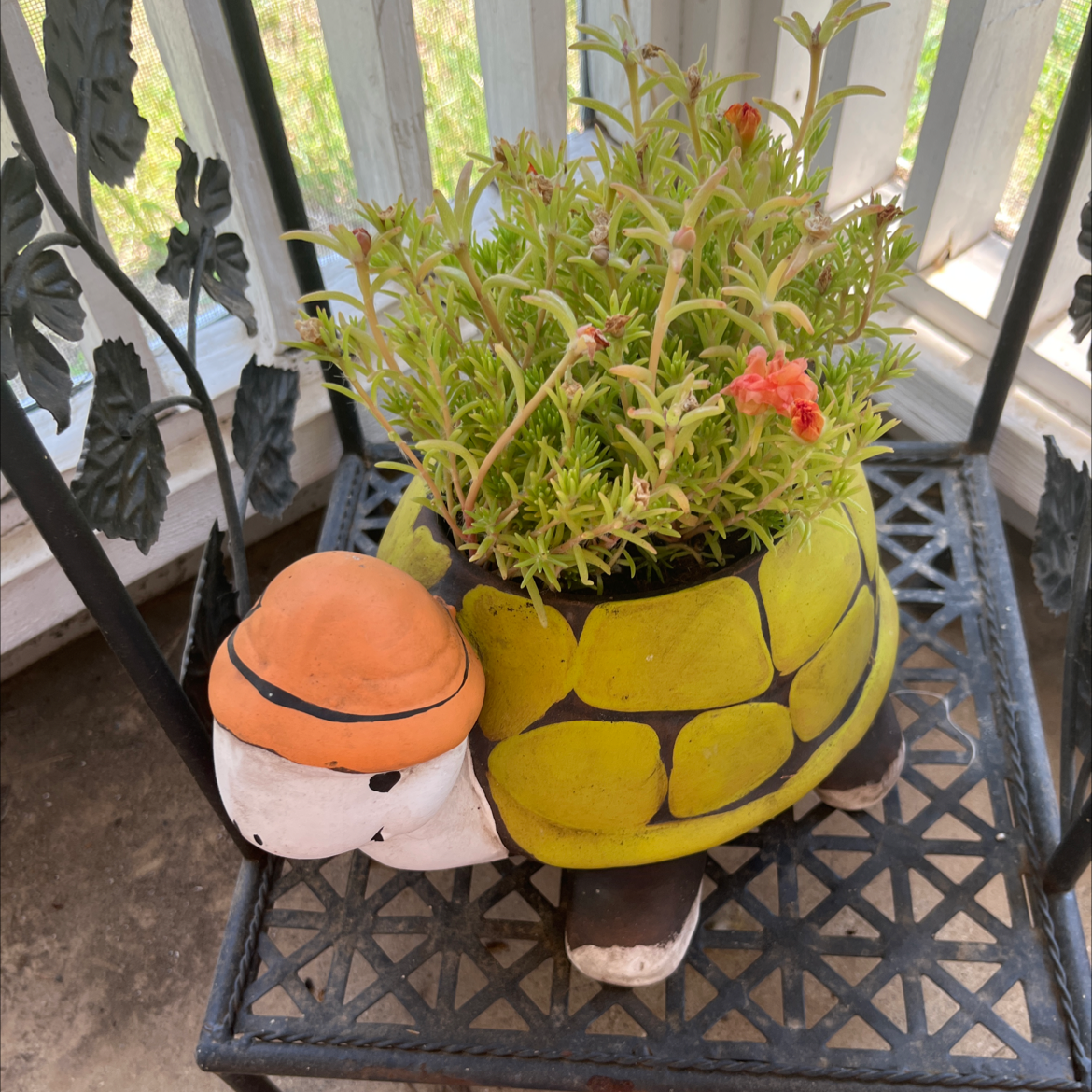 Healthy moss rose purselane plant with lush foliage and red flower bloom, placed on ornate metal stand with decorative pots.