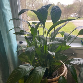 Peace Lily plant in Tyler, Texas