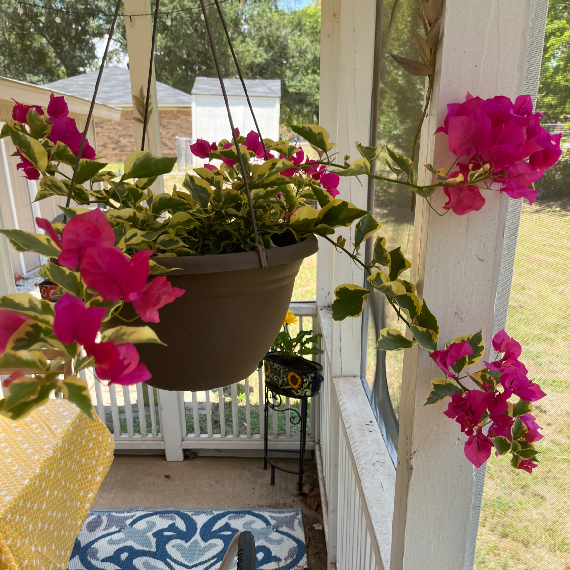 Hanging pot with a Lesser Bougainvillea plant, featuring vibrant pink flowers and variegated leaves.