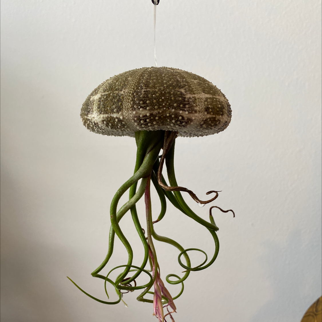 Medusa Head Air Plant plant photo by @Laura901 named Aang on Greg, the plant care app.