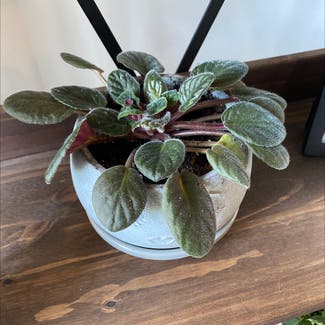 African Violet plant in Pompano Beach, Florida