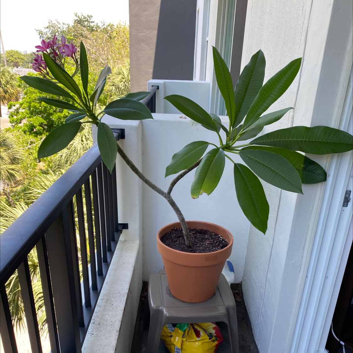 Potted Red Frangipani plant on a balcony with green leaves and pink flowers.