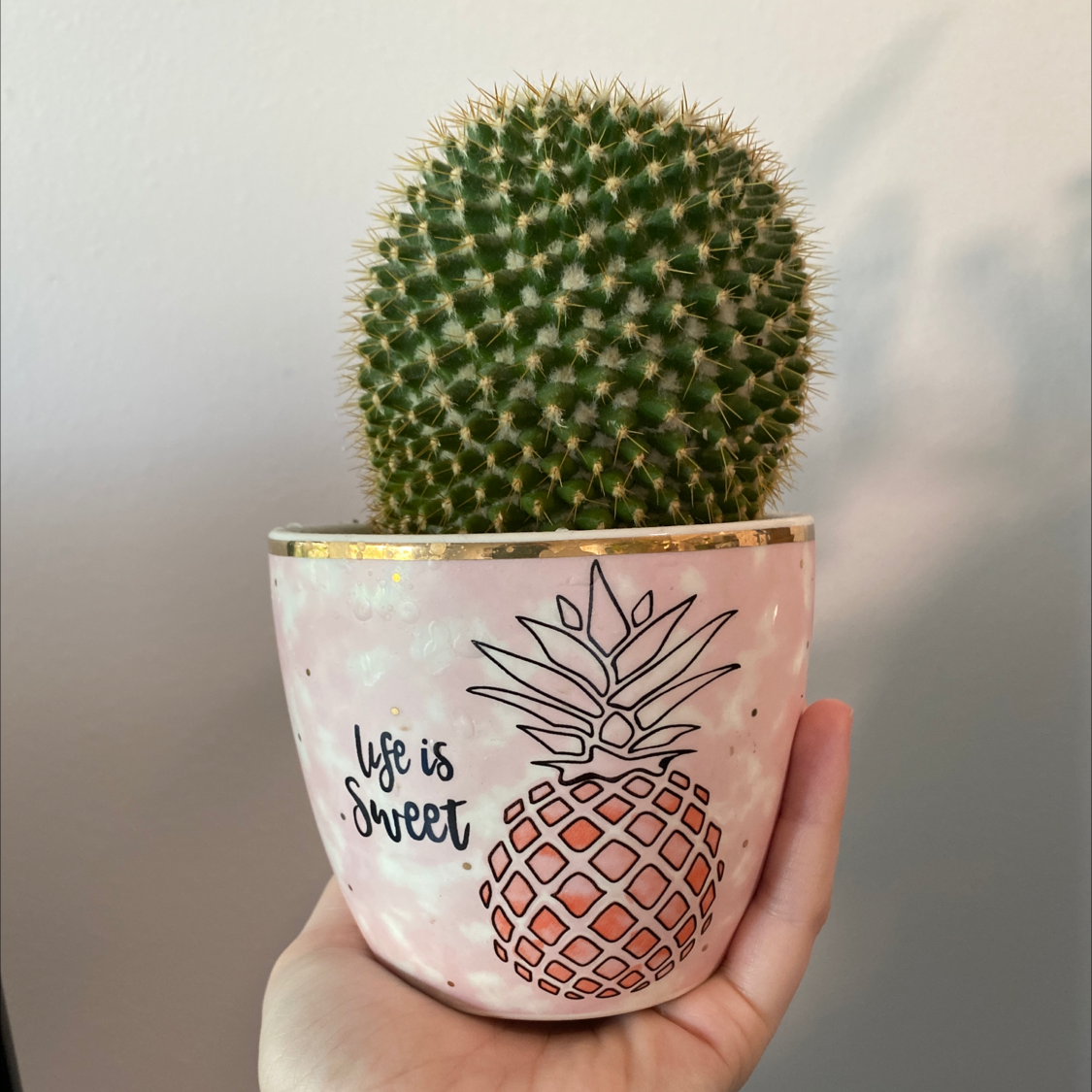 Mammillaria Haageana cactus in a decorative pot with a pineapple design and 'Life is Sweet' text.
