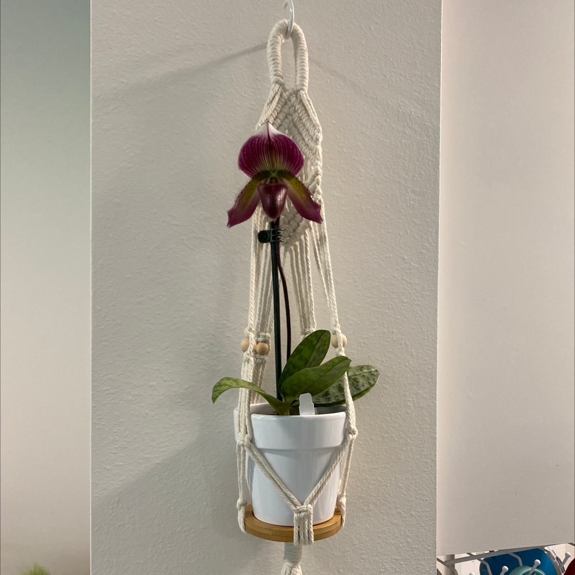 Photo of the plant species Ruby Slipper Orchid by @Laura901 named Clint Morris on Greg, the plant care app