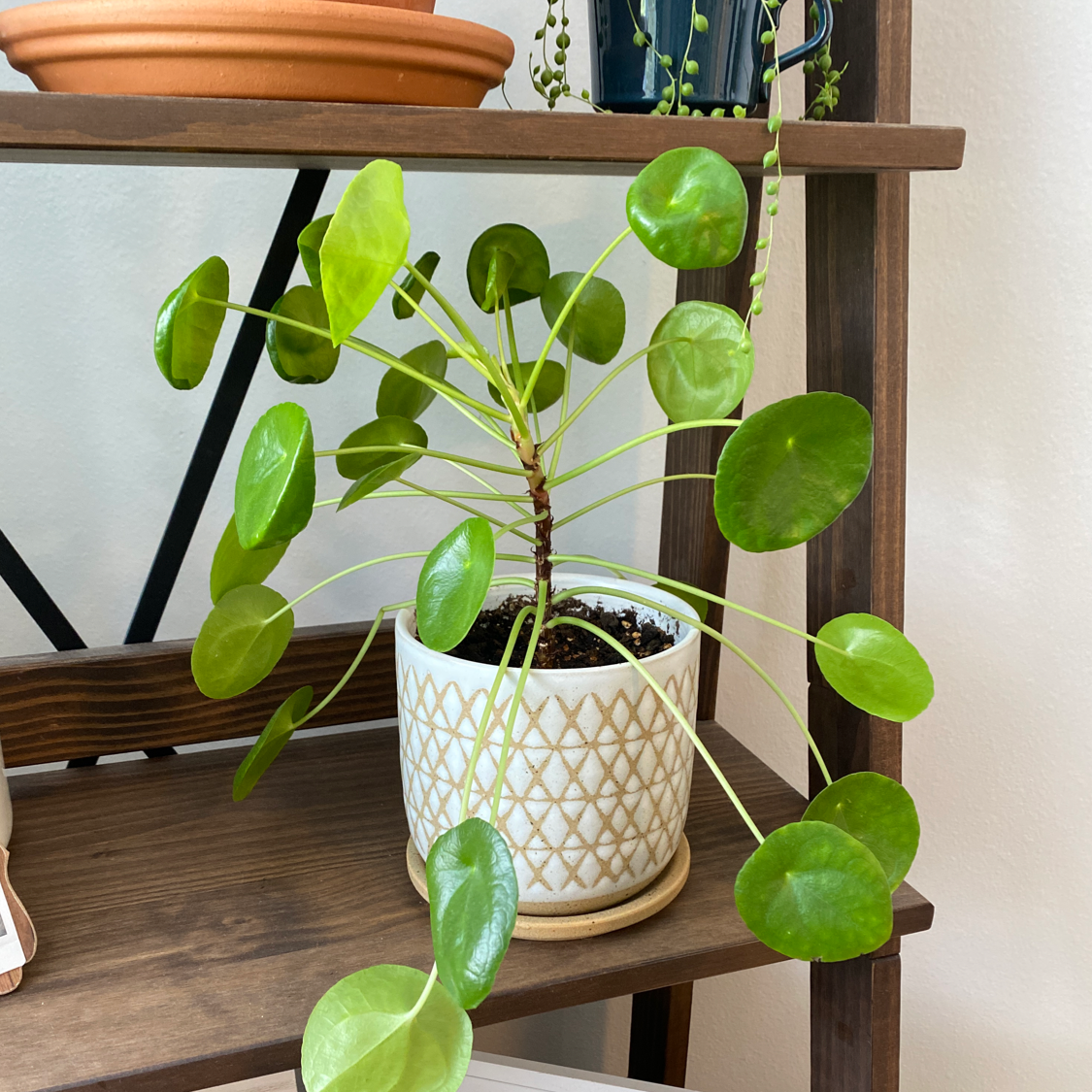 Chinese Money Plant plant photo by @Laura901 named Pancakes on Greg, the plant care app.