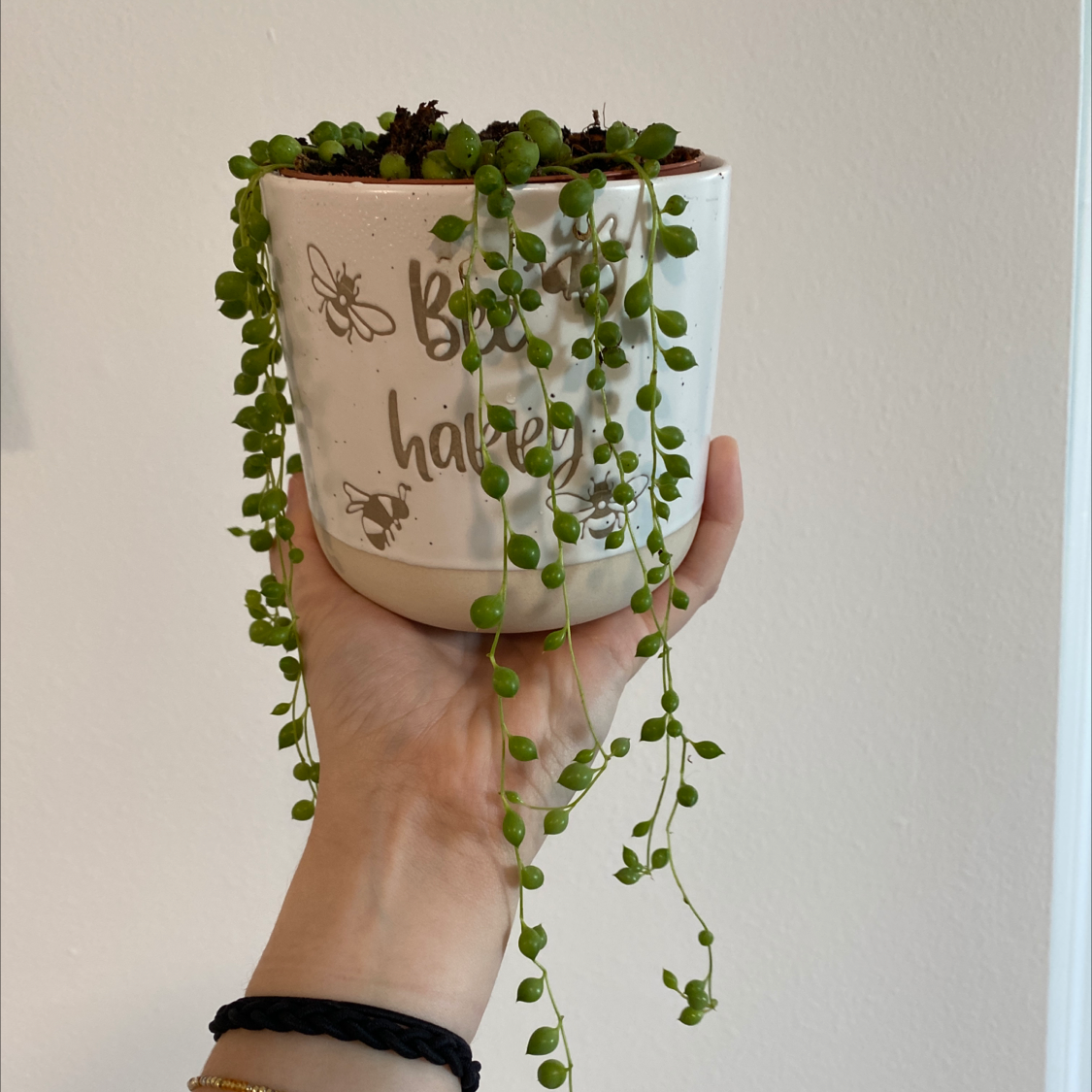 String of Pearls plant photo by @Laura901 named Curse of the black pearl on Greg, the plant care app.