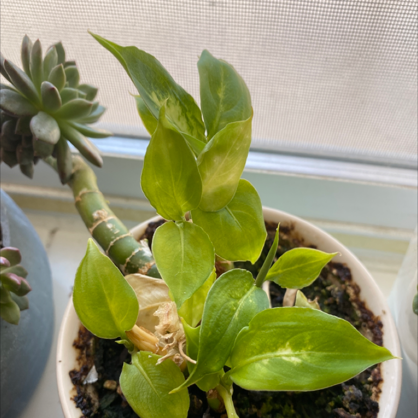 Dieffenbachia 'Compacta' plant with some yellowing leaves in a pot, soil visible.
