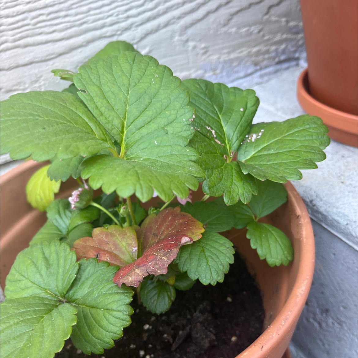 Potted Mock Strawberry plant with green leaves and some red discoloration.