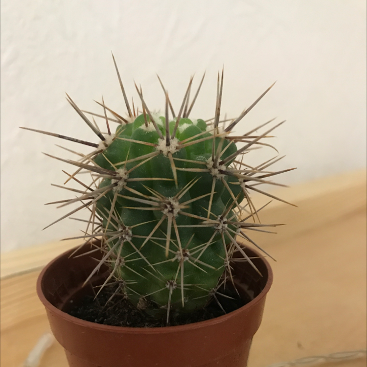A young Saguaro cactus in a small pot with prominent spines and vibrant green color.