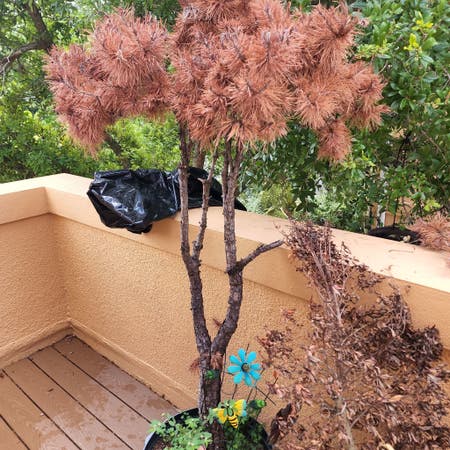 Photo of the plant species Pinus Halepensis by Toleranttule named Walt on Greg, the plant care app