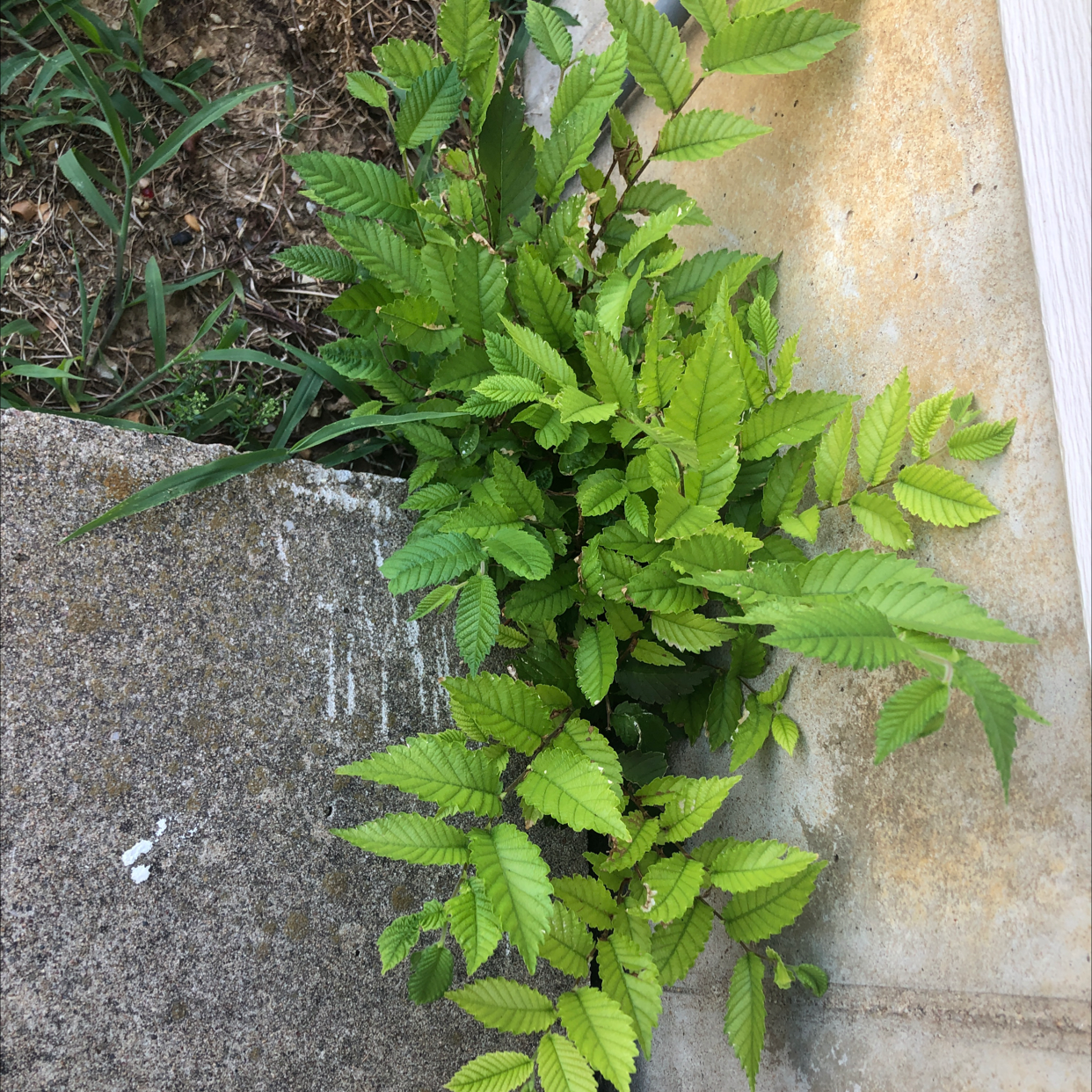 Siberian Elm plant growing in a corner with some yellowing leaves.