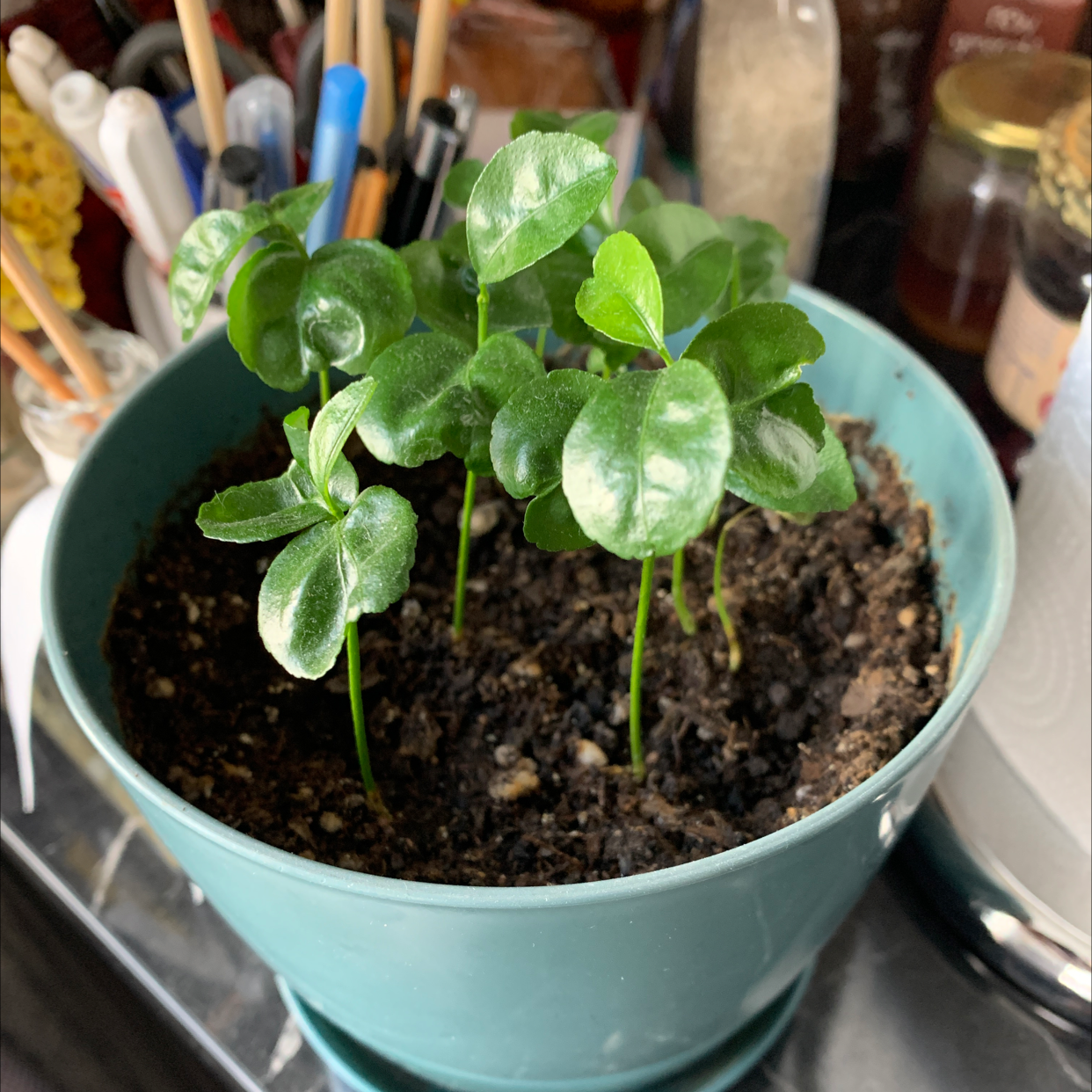 Young Mandarin orange plant in a pot with healthy green leaves and visible soil.
