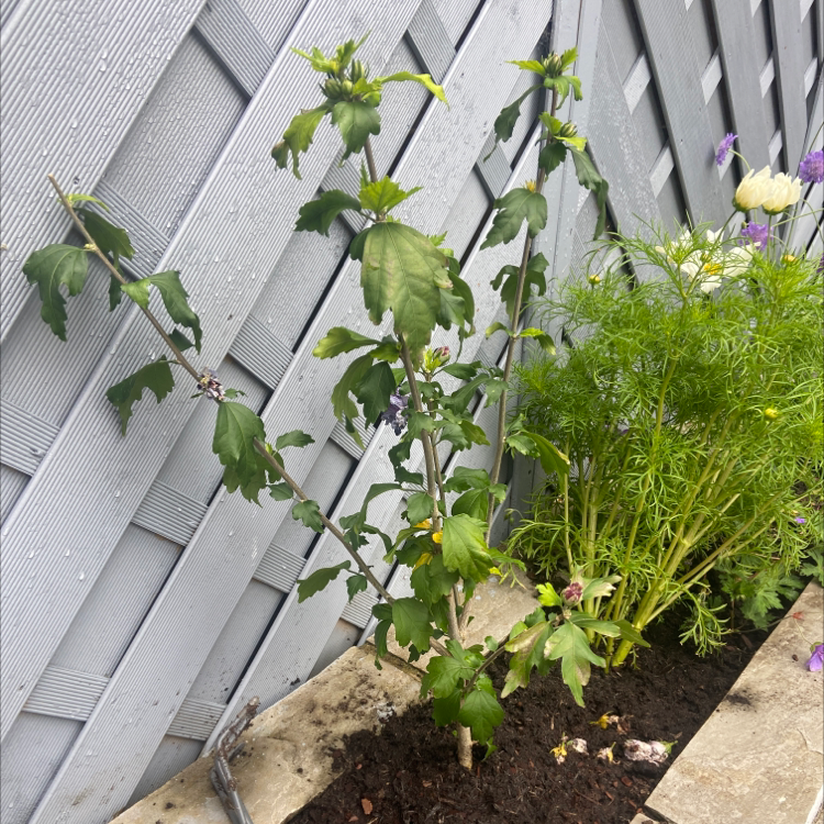 Korean Hibiscus plant with some yellowing leaves in a garden bed with visible soil.