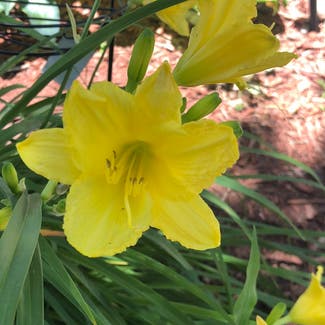 Yellow Daylily plant in Des Moines, Iowa