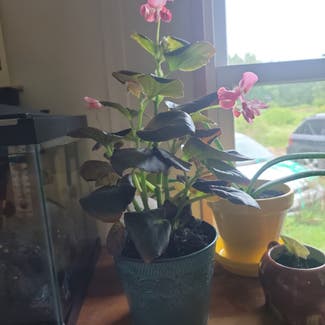 Clubed Begonia plant in Virginia Beach, Virginia