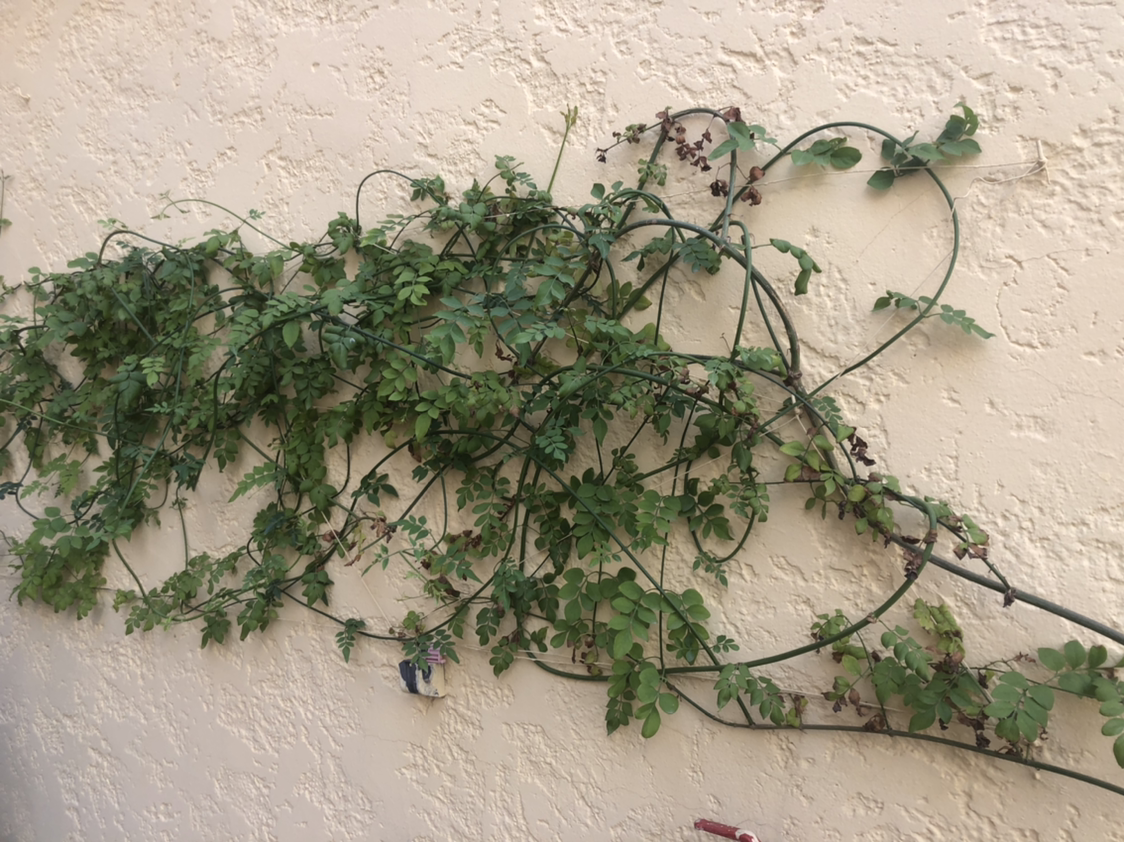 Climbing White Jasmine plant with green leaves attached to a wall.