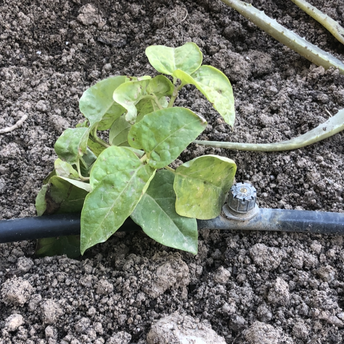 Marvel of Peru plant with yellowing and browning leaves in soil with irrigation system.