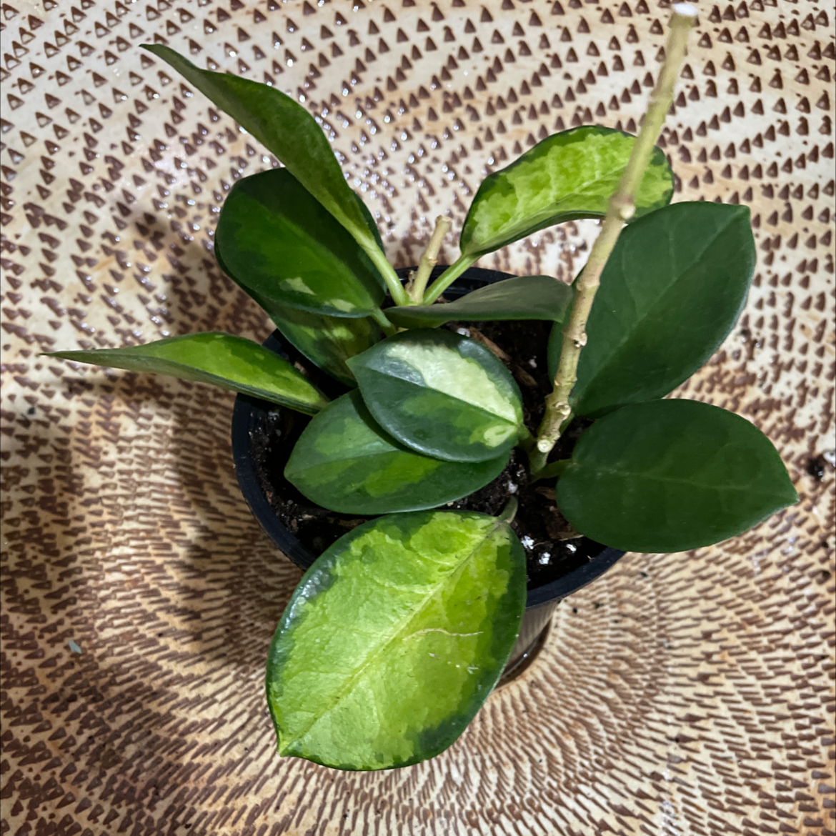 Hoya Carnosa Tricolor plant in a pot with slight yellowing on one leaf.