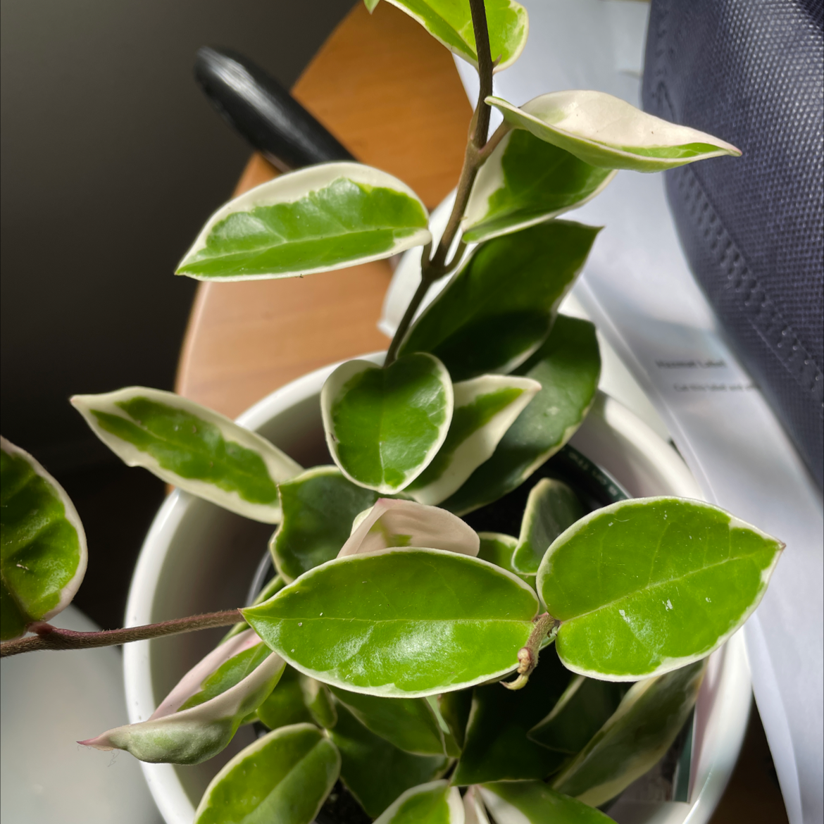 Hoya Krimson Queen plant with variegated leaves in a white pot.