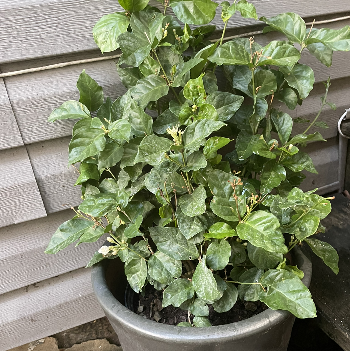 Healthy potted Arabian Jasmine plant with dark green glossy leaves growing outdoors on a wooden deck.