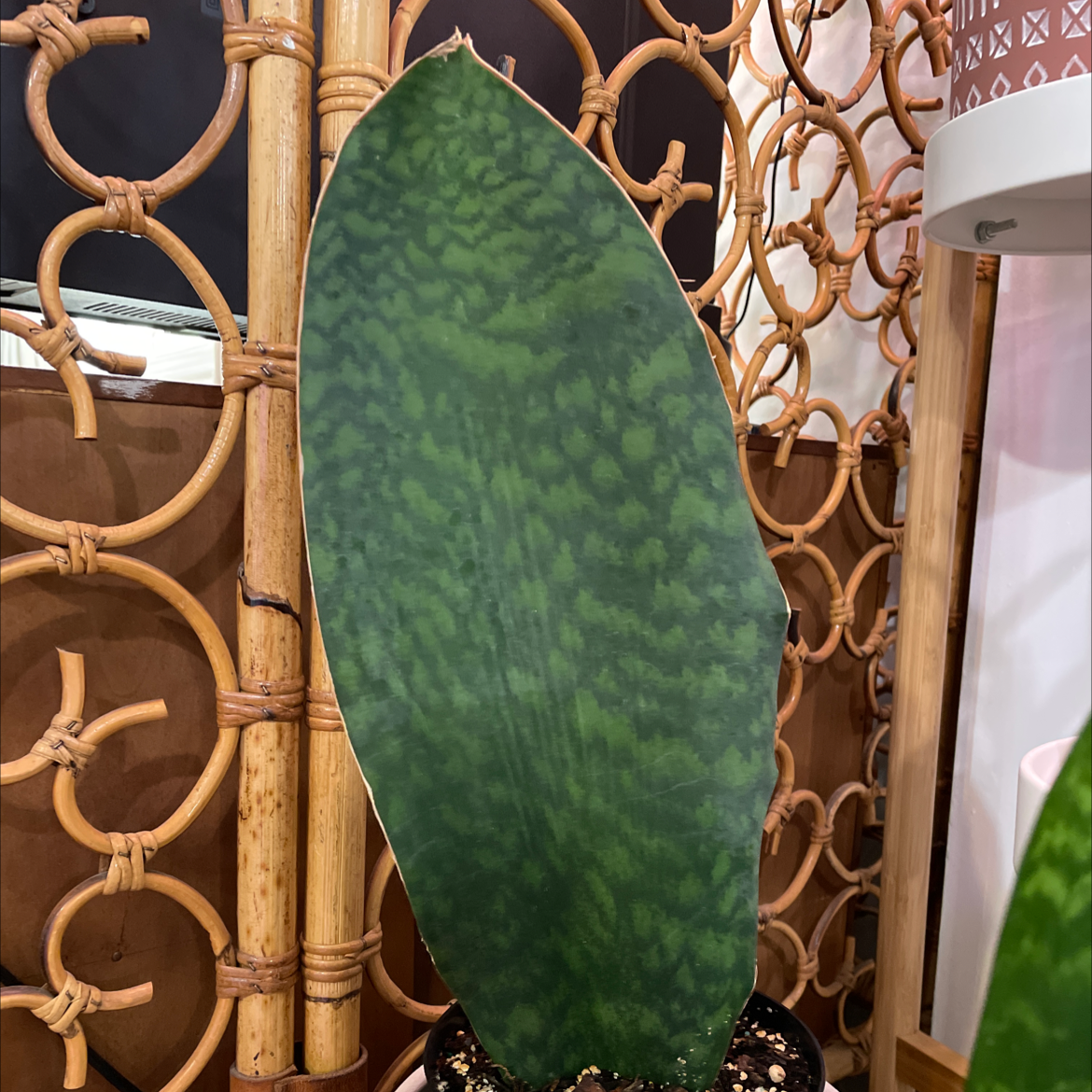 Image of a healthy Whale Fin Snake Plant with a single large, upright leaf in a pot.