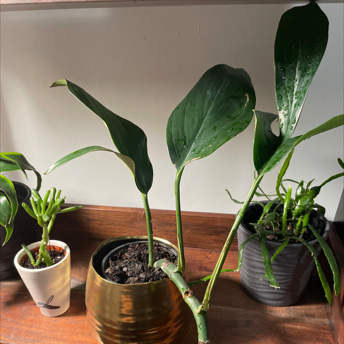 Dragon Tail Plant with large, dark green leaves in a pot, soil visible.