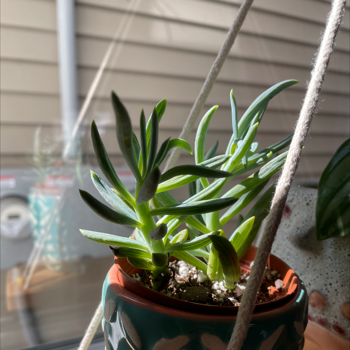 Healthy Narrow-Leaf Chalk Sticks plant in a hanging pot with visible soil.